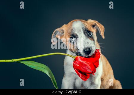 Der Piebald-Welpe hält in den Zähnen eine Tulpenblume vor dunklem Hintergrund Stockfoto