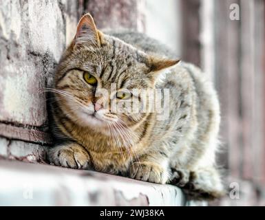 Katze sitzt auf der Fensterbank eines alten Hauses und beobachtet Stockfoto