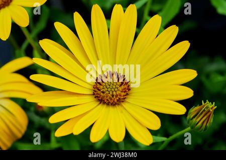 Wunderschöne afrikanische Gänseblümchen (Osteospermum). Cape Daisy Nahaufnahme Stockfoto