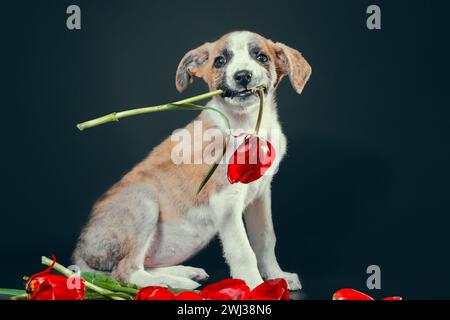 Der Piebald-Welpe hält in den Zähnen eine Tulpenblume vor dunklem Hintergrund Stockfoto