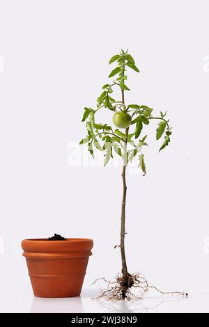Tomatenpflanze mit Wurzeln und einem Blumentopf mit Boden. Blühende und fruchtige Pflanze mit unreifem Grün Stockfoto