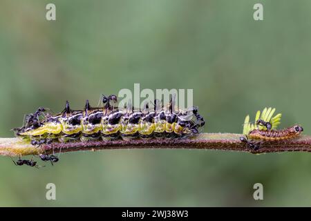 Australian Common Imperial Blue Butterfly Raupen werden von Ameisen im Zweig eines Wattle Tree gehalten Stockfoto