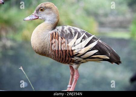 Das Gesicht und der Vorderhals der gefiederten Pfeifente sind hell, die Krone und der Hinterhals blassbraun und die braunen Federn des oberen Rückens sind umrandet Stockfoto