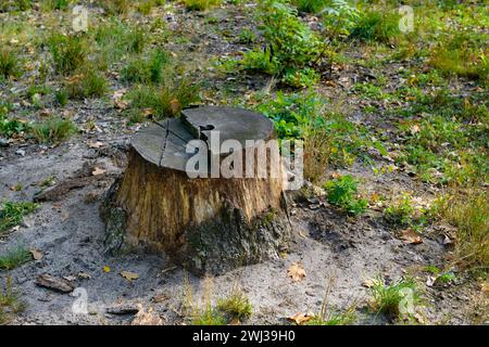Baumstümpfe von Fällen von Bäumen im Wald. Stockfoto