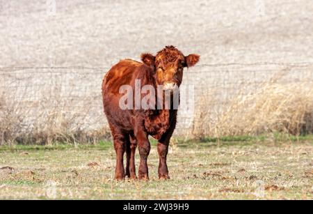 Ein roter angus steht auf einer Weide und starrt direkt in die Kamera. Stockfoto