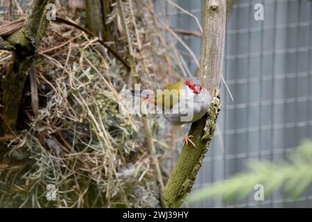 Der Rotbrauenfink ist am besten an seiner hellroten Augenbraue, seinem Rumpf und seinem Schnabel zu erkennen, an einem ansonsten grünen und grauen Vogel. Stockfoto