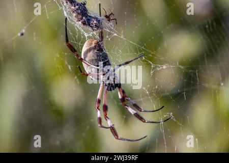 Weibliche und männliche Golden Orb Spinnen im Web Stockfoto