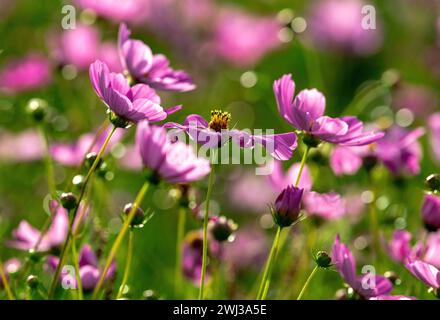 Ein Garten voller rosafarbener Kosmos-Blumen mit funkelnden Bokeh-Lichtpunkten. Stockfoto