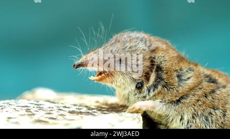 Zweifarbige kleine Weißzahnspitzel (Crocidura suaveolens) auf Stein mit offenem Mund und weißem Hang Stockfoto