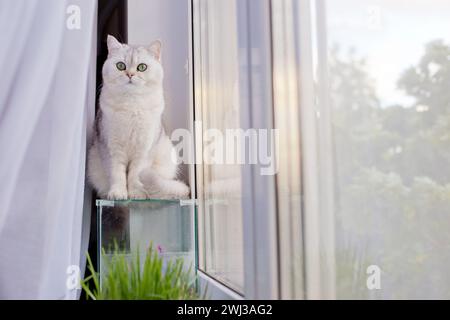 Niedliche weiße britische Kurzhaarkatze, die auf einem leeren Glasaquarium am Fenster sitzt Stockfoto