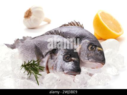 Ein paar frische Goldköpfe, Zitrone, Rosmarin auf Eis Stockfoto