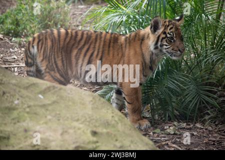 Tigerjungen haben ein goldenes Fell mit dunklen Streifen, der Tiger ist die größte Wildkatze der Welt. Stockfoto