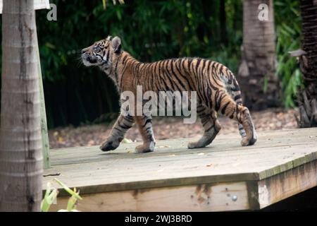 Tigerjungen haben ein goldenes Fell mit dunklen Streifen, der Tiger ist die größte Wildkatze der Welt. Stockfoto