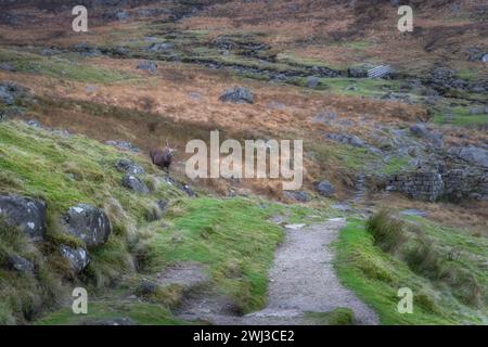 Sika Deer, Hirsch, wissenschaftlicher Name Cervus Nippon, auf einem Hügel im Glendalough Highlands. Wandern in den wunderschönen Herbstbergen Wicklow Mountains, Irland Stockfoto