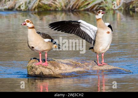 Ägyptische Gänse in der Oberlausitz Stockfoto