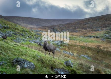 Sika Deer, Hirsch, wissenschaftlicher Name Cervus Nippon, in die Kamera im Glendalough Highlands. Wandern in den wunderschönen Herbstbergen Wicklow Mountains, Irland Stockfoto