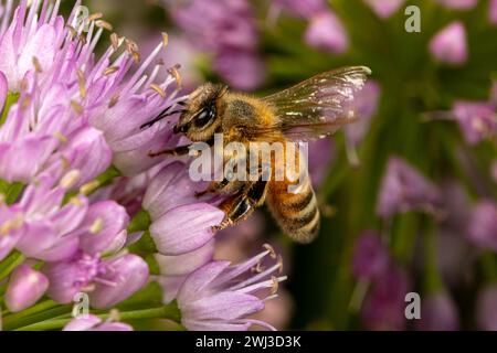 Honigbiene auf nickender Zwiebelblume. Insekten- und Naturschutz, Habitatschutz und Garten-Blumengarten-Konzept Stockfoto