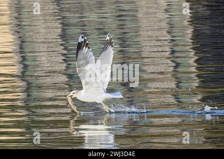 Möwe fängt Fische im Wasser. Stockfoto