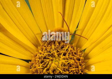 Langhörner Sonnenblumenbiene auf maximilian Sonnenblume. Insekten- und Naturschutz, Habitatschutz und Garten-Blumengarten-Konzept Stockfoto
