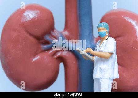 Miniaturmenschen Arzt zur Analyse der Nierengesundheit Stockfoto