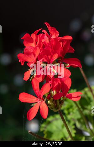 Nahaufnahme der Blüten des roten Efeublättrigen pelargoniums (pelargonium peltatum) in Blüte Stockfoto