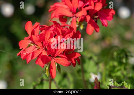 Nahaufnahme der Blüten des roten Efeublättrigen pelargoniums (pelargonium peltatum) in Blüte Stockfoto