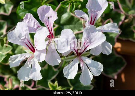 Nahaufnahme von blühenden Blüten aus weißem efeublättrigem pelargonium (pelargonium peltatum) Stockfoto