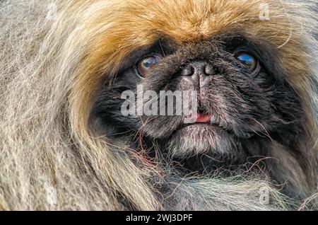 Pekingese Hundeporträt aus nächster Nähe Stockfoto