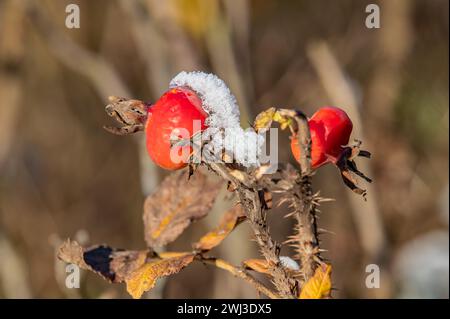 Schneehaube Stockfoto