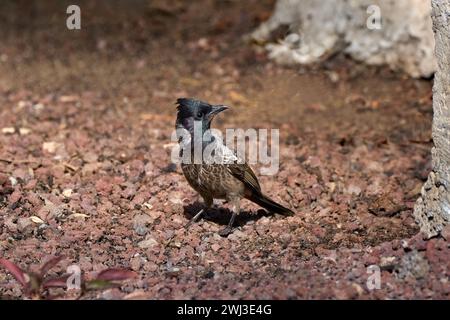 Rotbelüfteter Bulbul (Pycnonotus cafer) auf steinigem Boden auf Fuerteventura Stockfoto