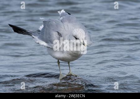 Gemeine Möwe (Larus canus) im Herbst an der Ostsee in Schweden Stockfoto