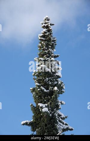 Picea omorika, serbische Fichte, Schnee Stockfoto