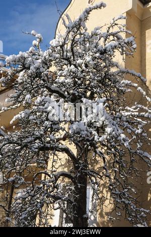 Pyrus communis, Birne, Schnee Stockfoto