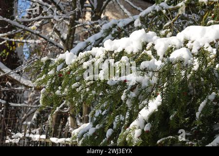 Taxus baccata, Eibe, Eibe, Schnee, Schnee Stockfoto