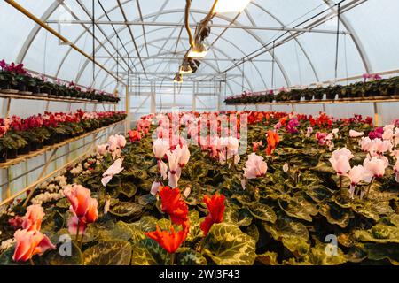 Blühende Cyclamen in modernen Gewächshäusern, selektiver Fokus. Stockfoto