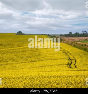 Frühlingsgelb blühende Rapsfelder Stockfoto