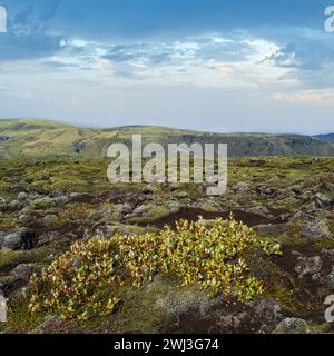 Malerische grüne Lavafelder im Herbst in der Nähe des Fjadrargljufur Canyon in Island. Grünes Moos auf vulkanischen Lavasteinen. Einzigartige Lavafelder Stockfoto