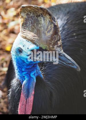 Ein Nahaufnahme-Porträt eines prächtigen prächtigen Südkassowary mit scharfen Augen und schillernden Details. Stockfoto