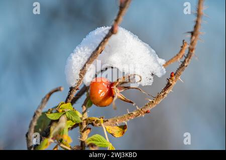 Schneekappe Stockfoto