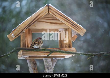 Verfluchter Baumsperling, der in einem hölzernen Vogelfutterhaus sitzt und an einem kalten, schneebedeckten Wintertag Sonnenblumenkerne isst, Kopie s Stockfoto