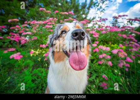 Porträt eines australischen Hirten in rosa Blüten auf Weitwinkellinse Stockfoto