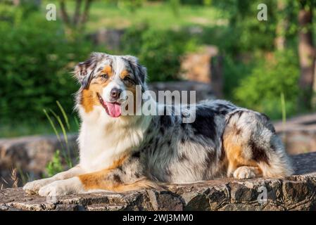 Reinrassiger australischer Schäferhund für einen Spaziergang im Park Stockfoto
