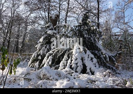 Taxus baccata, Eibe, Schnee Stockfoto