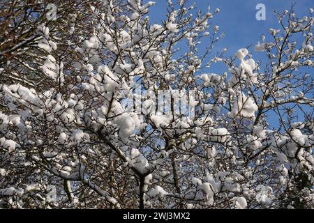 Magnolia soulangiana, Untertasse Magnolie, Schnee Stockfoto