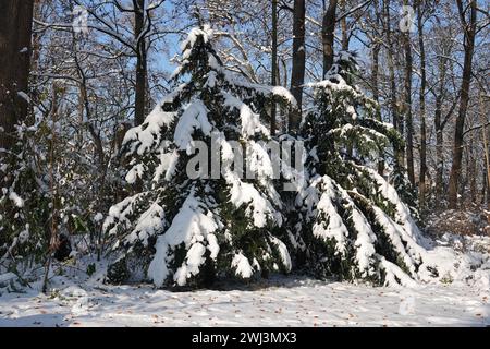 Taxus baccata, Eibe, Schnee Stockfoto