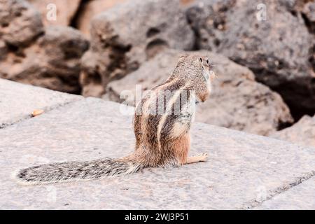 Ziesel Atlantoxerus Getulus Stockfoto