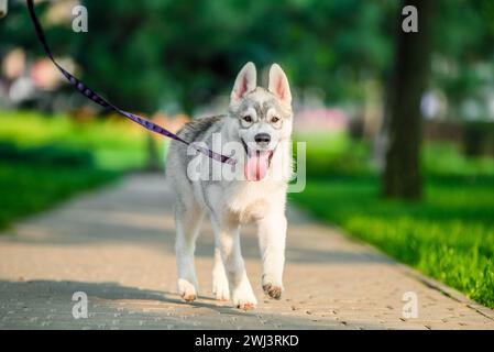 Sibirischer Husky-Welpe an der farbigen Leine im Sommer im Park spazieren Stockfoto