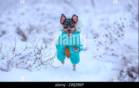 Erwachsene Hundelassen machen einen Miniatur-Pinscher für einen Spaziergang im Schnee Stockfoto