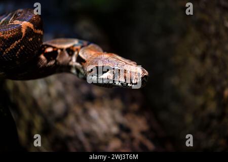 Der Boa Constrictor (Boa constrictor) in Argentinien ist eine große, nicht giftige Schlange, die oft verschiedene Lebensräume von Wäldern bis hin zu Gras bewohnt Stockfoto