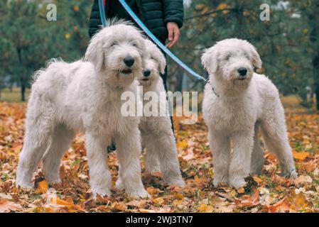 Drei weiße Hunde des Südrussischen Schäferhunds brüten im Herbst auf einem Spaziergang mit ihrem Wner im Park Stockfoto